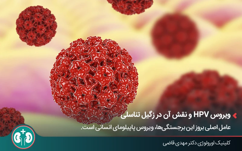 نمای سه‌بعدی ویروس HPV عامل زگیل تناسلی
